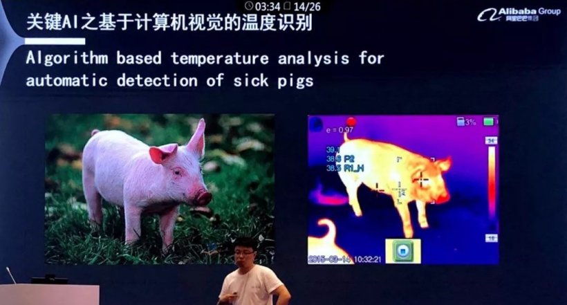 Pig333wechat 1