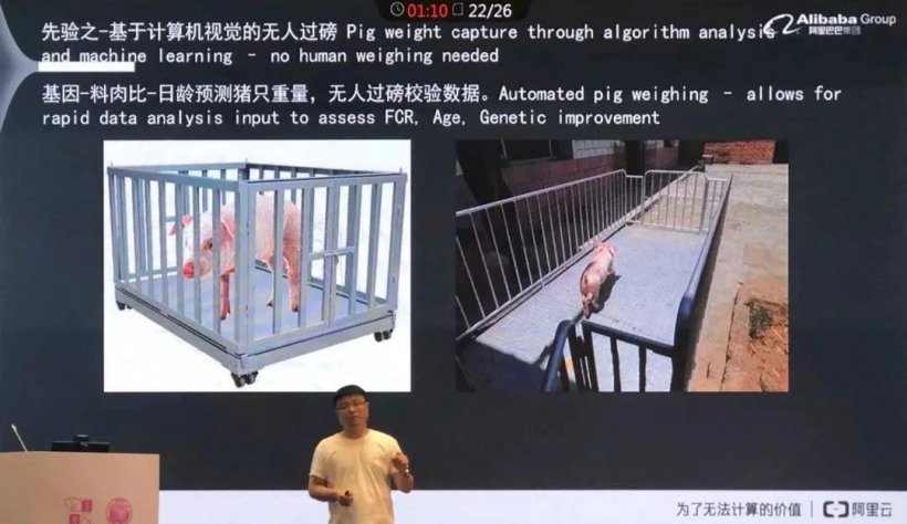 Pig333wechat 4