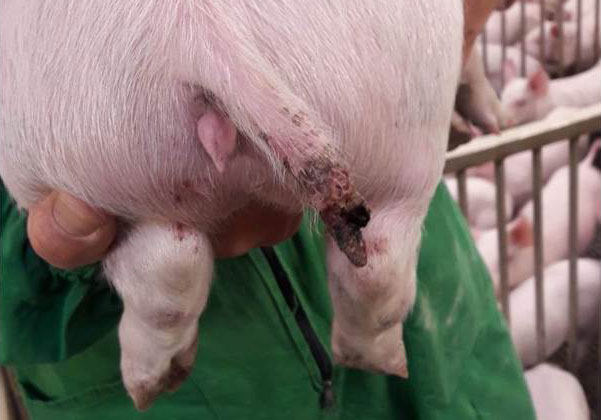 Figure 1. A serious injury in a pig of almost 15 kg, even with part of the tail missing.
