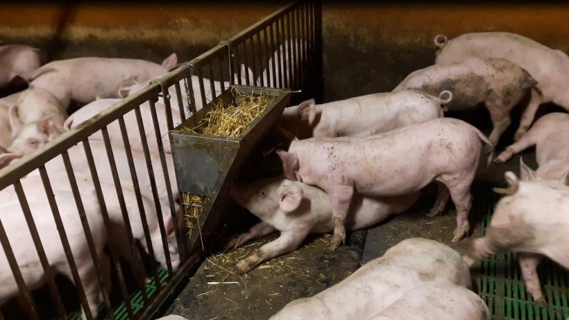 Figure 3. Straw is offered inside a rack&nbsp;feeder, with a mat fixed underneath to create a rooting area.
