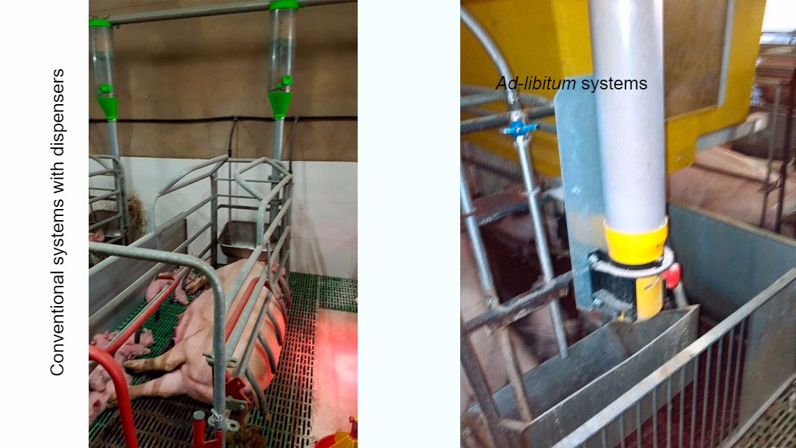 <p>Conventional systems with a dispenser are a good option, but they require a very good level of stockmanship, controlling whether the sows may eat more feed and&nbsp;modifying the dispensers daily. <em>Ad-libitum</em> systems pretend not&nbsp;to &ldquo;limit&rdquo; sow intake. Apart from this, feeding at night, when temperature drops, is helpful in warm areas or climates.</p>
