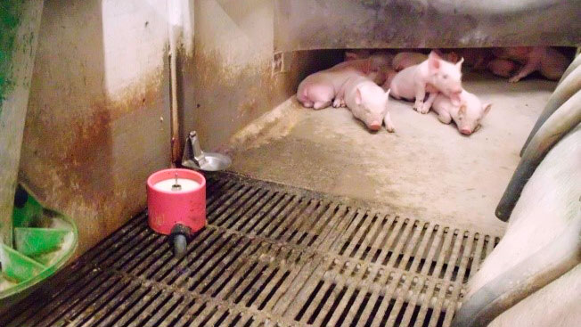 What use will we give to artificial milk? This is one of the current debates, and&nbsp;although our experts agree it will play a role in the future, they are still not convinced about the use of milk&nbsp;as a system to "rely&nbsp;on".
