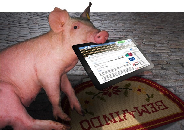 New Section - Latest Swine News