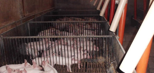 猪栏的数量越多,需要的饲喂,排便和休息的区域就越多。