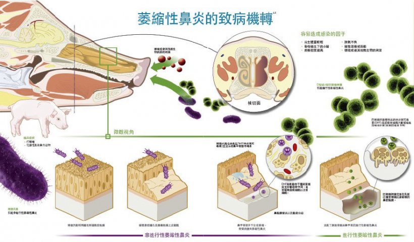 AR 的发病机理。 
