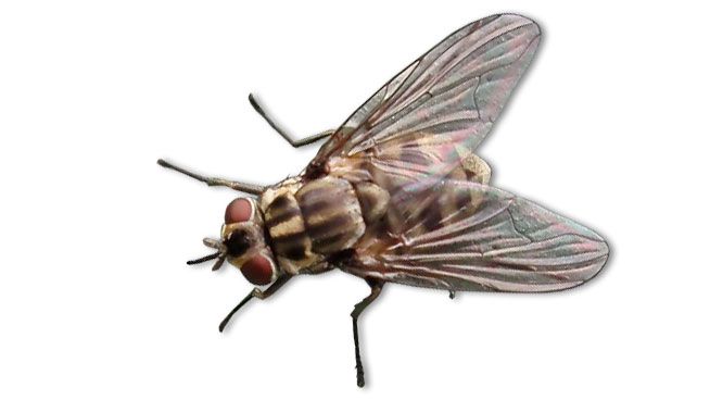 Stable fly (Stomoxys calcitrans)
