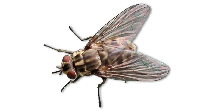 非洲猪瘟:苍蝇可将该病毒传给猪吗? 