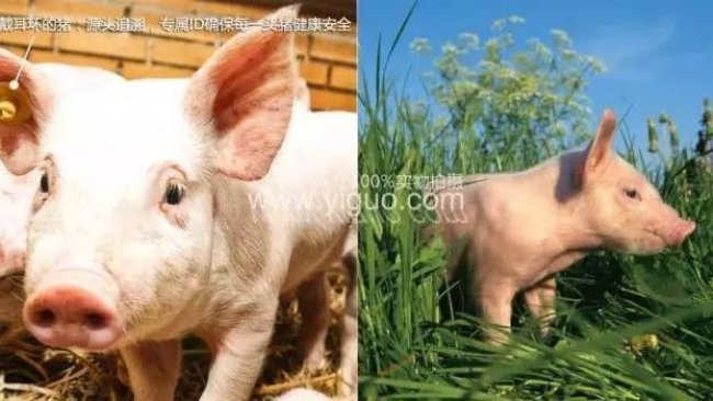 pig333wechat