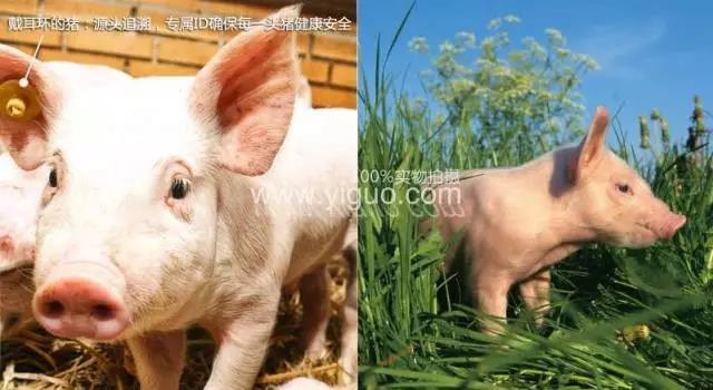 pig333wechat