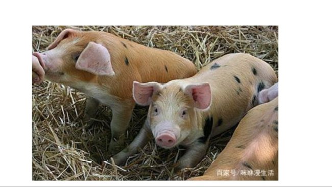 Pig333wechat 3