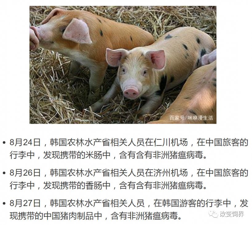 Pig333wechat 3