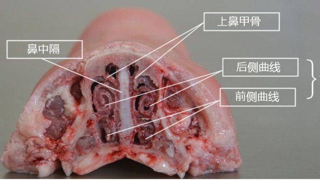 图2.鼻甲骨解剖