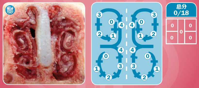 图4.健康动物中鼻部病变的评估。