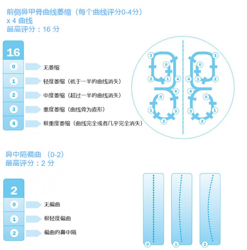 图3.用欧洲药典评估鼻甲骨病变。