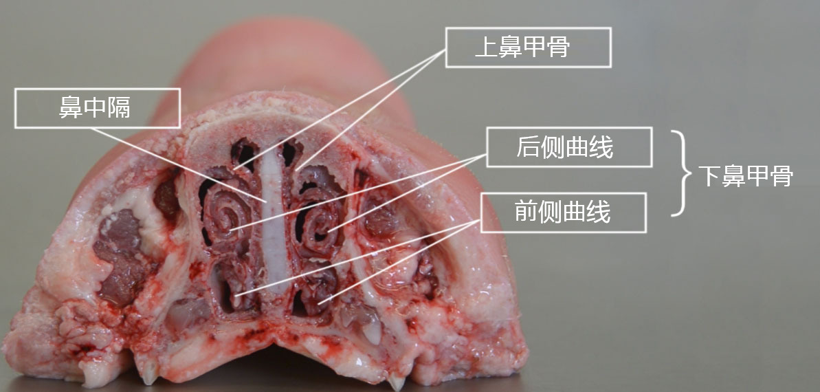 图2鼻甲骨解剖