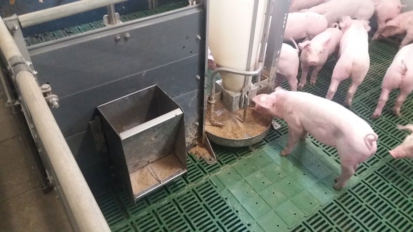 Picture 3. Intact pigs at a nursery using feed with large cereal particle size. Picture courtesy of Inge B&ouml;hne
