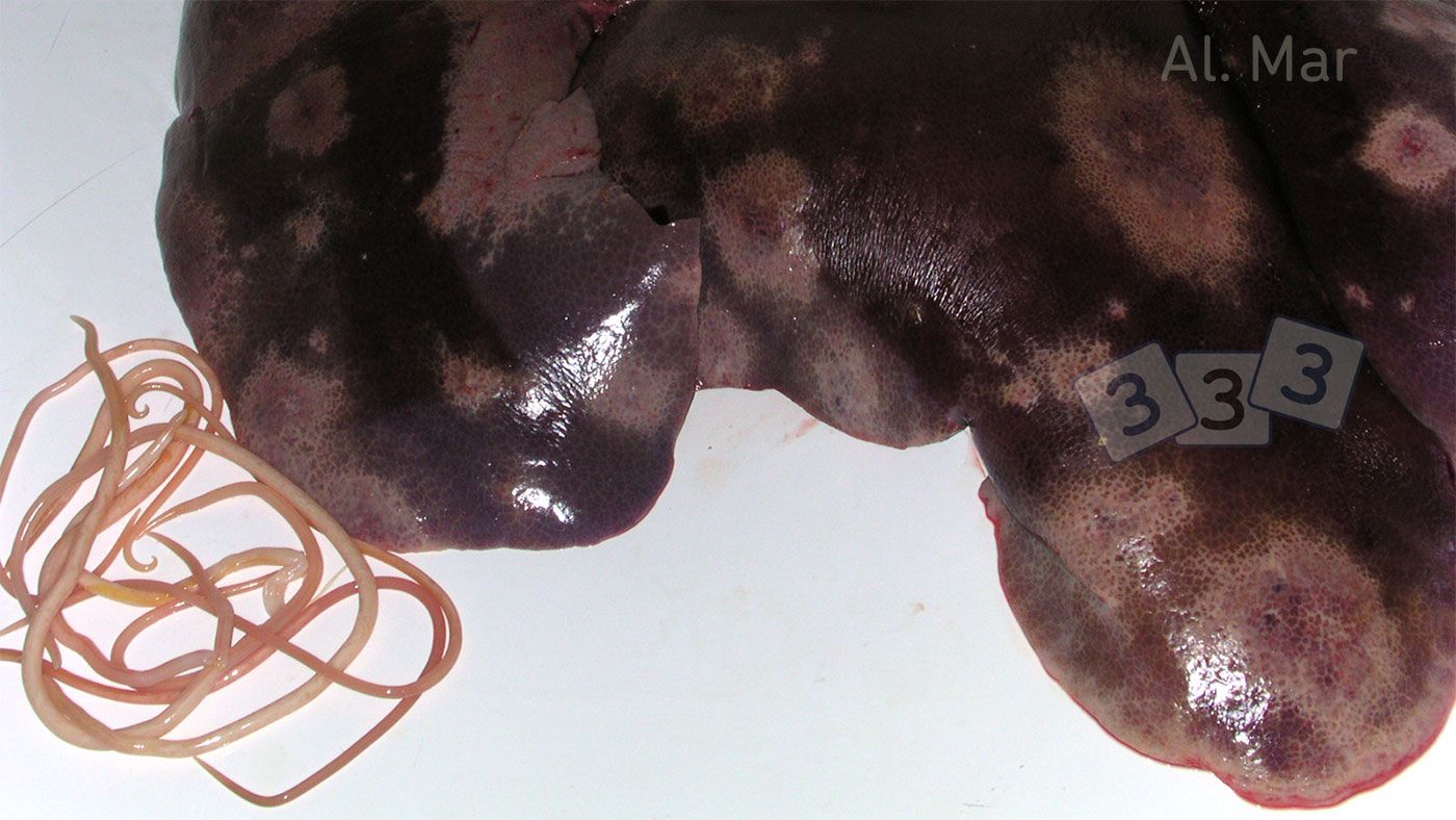 Milk spots on the liver caused by Ascaris suum
