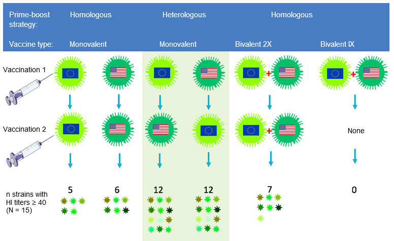 Fig 2. Effect of traditional and heterologous prime-boost vaccination regimens on the breadth of the anti-H3N2 antibody response. European and North American H3N2 SwIV strains are indicated by different flags. Sera collected 14 days after the second vaccination were tested against 15 antigenically distinct viruses including the vaccine strains. The numbers represent the number of viruses against which HI antibody titers were&nbsp;&ge; 40.
