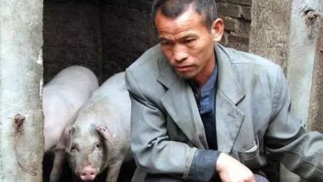 Pig333wechat 4