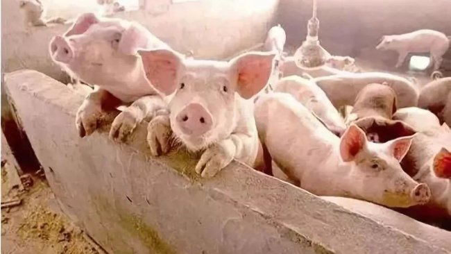 Pig333wechat