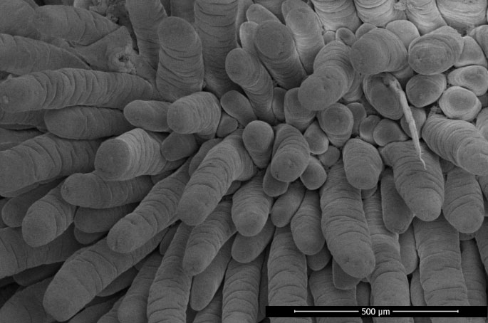 Figure 1. Intestinal integrity determined using scanning electronic microscope of a representative NDM-fed piglet showing intestinal villi of the jejunum. Magnification 200x, 2 kV, 3.1 pA. Adapted from de Greeff et al. 2016
