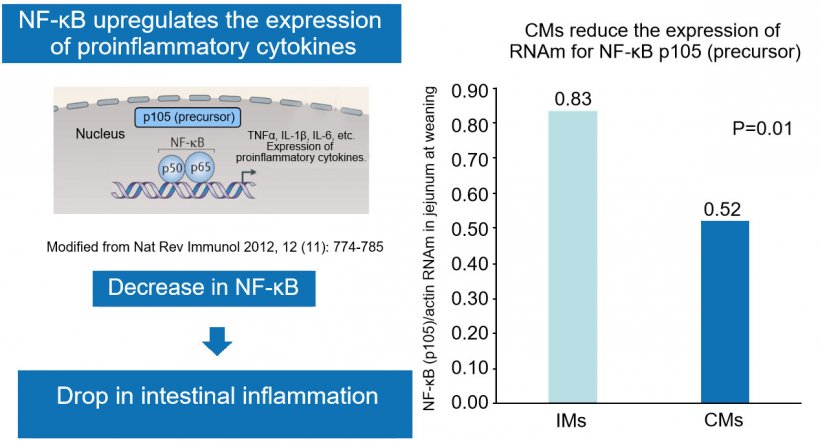 Figure 2. The drop in nuclear factor NF-&kappa;B reduces gut inflammation.
