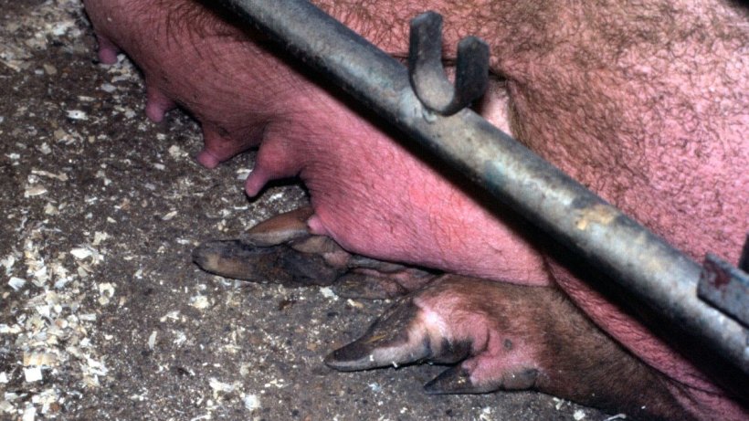 Figure 5. Early stage overgrowth of the outer hind claw.
