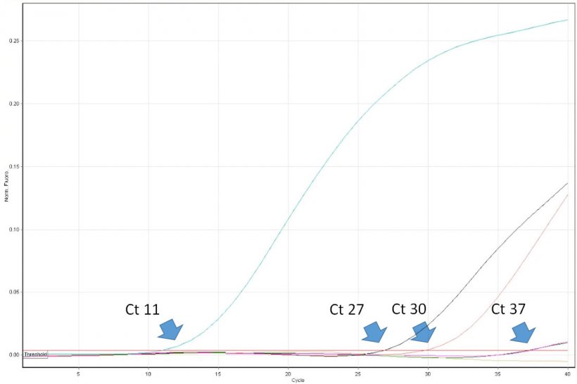 Figure 1. Threshold cycle (Ct) is the first number of the real time PCR cycle when fluorescence is detected indicating the presence of the given pathogen in the sample. The lower the Ct value, the higher the amount of the pathogen in the tested sample. Very high Ct values have to be interpreted with care as they can originate from spontaneous degradation of a TaqMan probe in the very late cycles, despite the lack of target DNA in the sample.
