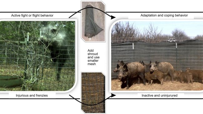 Reducing injury and flight response when capturing wild pigs