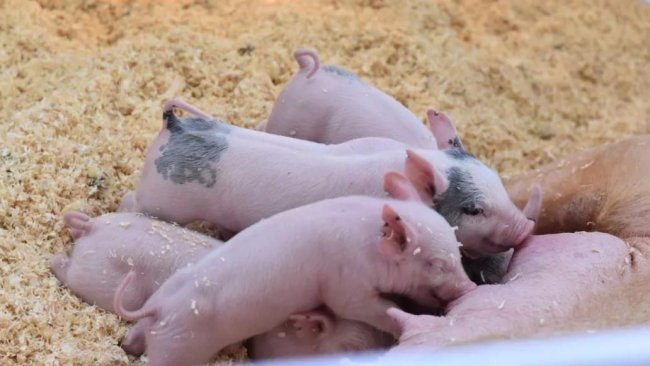 pig333