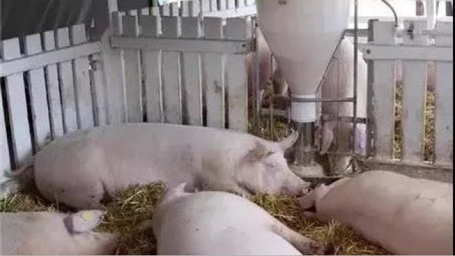 pig333