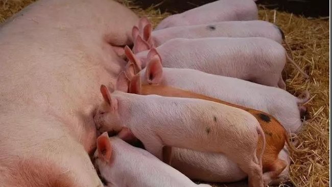 pig333