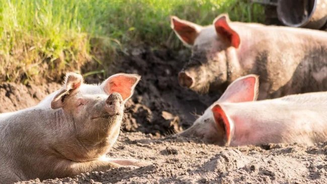 pig333