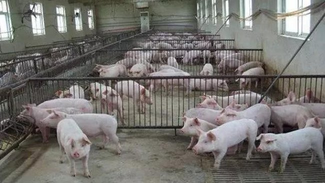 pig333