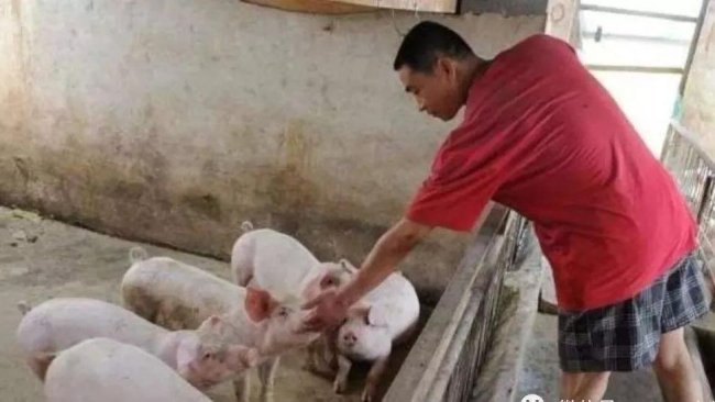 pig333 1
