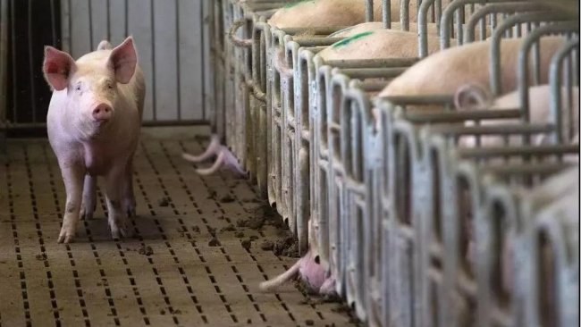 pig333 6