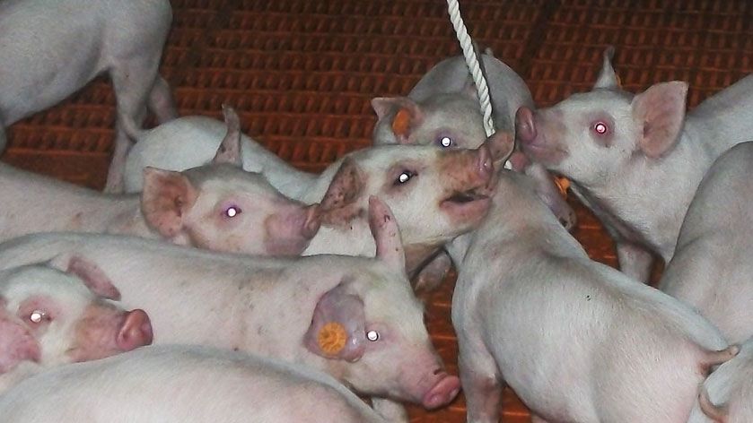 图1.使用绳索采集口腔液体。
