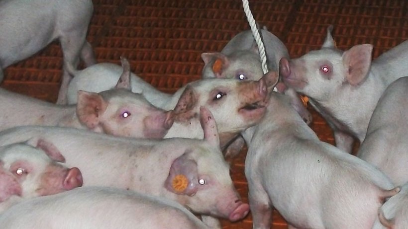 图1.使用绳索采集口腔液体。
