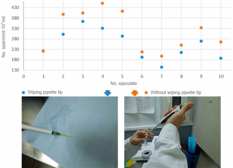 图3：擦拭和不擦拭移液管顶端外壁的精子浓度的比较