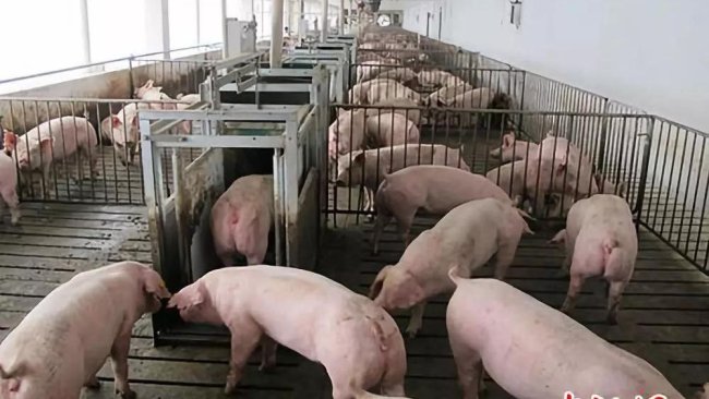 pig333