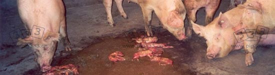 Parque con cerdas con abortos