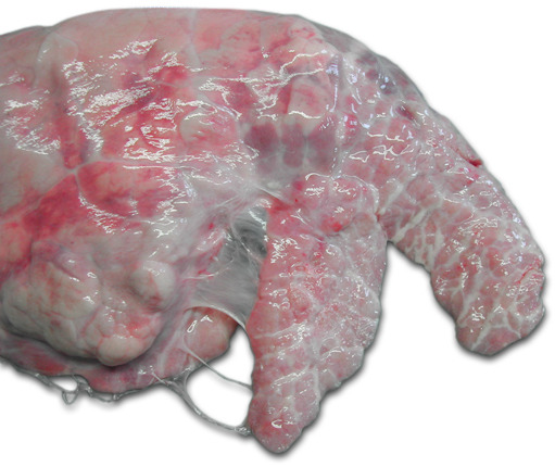 屠宰场猪胸膜炎评估