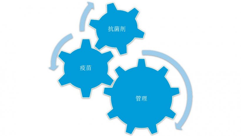 图1：综合控制策略，可有效控制猪肺炎支原体。