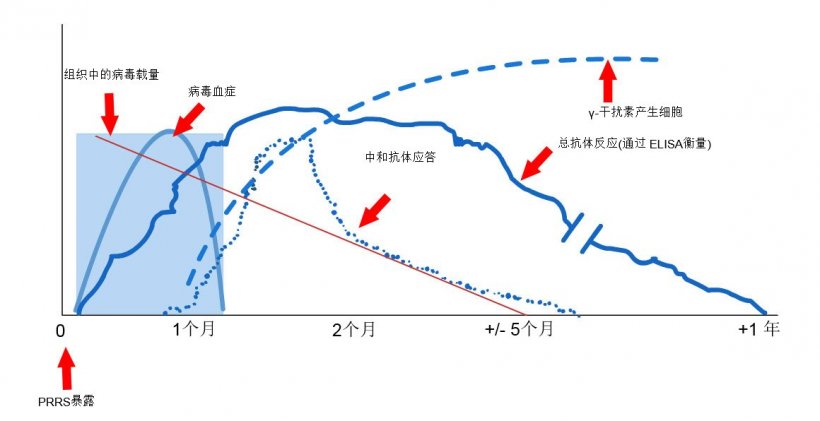 图1:PRRS病毒感染的母猪的免疫反应（López和Osorio，2004）。