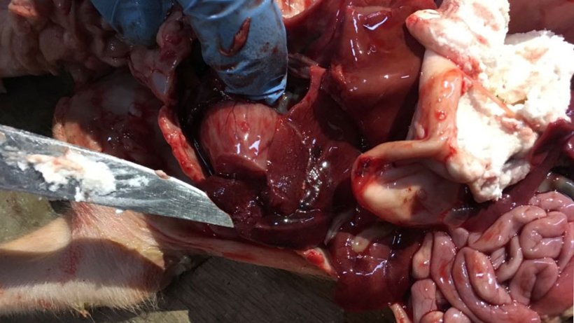 图3:4日龄仔猪,肝破裂,肝脏易碎。