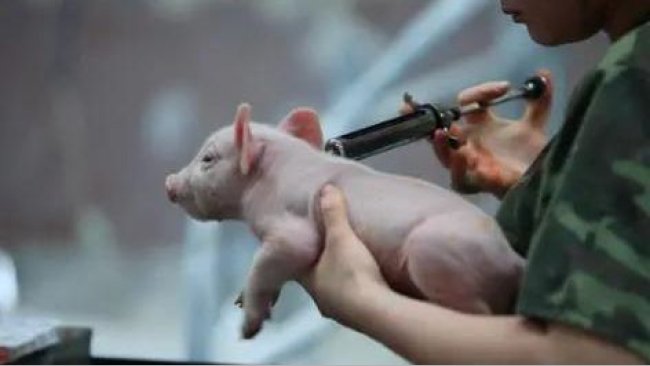 333 1