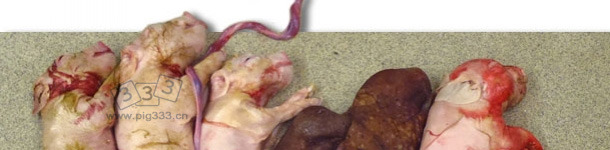 通过实验室人工授精法感染PCV2的母猪产下的一窝仔猪。此窝产仔数很少且出现两个木乃伊胎。