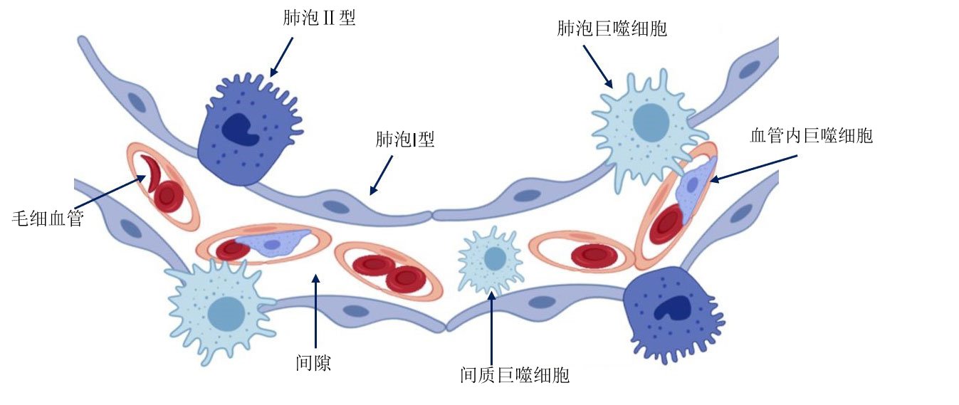 图2 肺泡壁图示