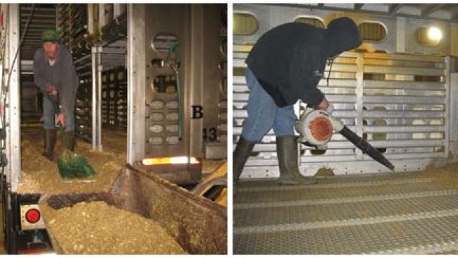 图2:干洗过程,手动清除大部分有机物质。由Carthage Veterinary Services的Clayton Johnson博士提供。