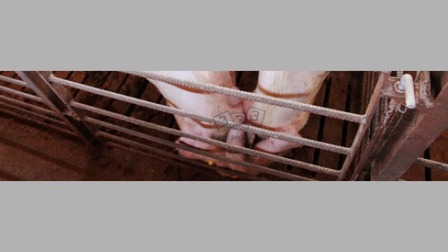 Nose-to-nose contact between pigs